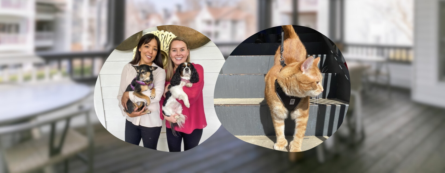 Pet-Friendly Atlanta Apts